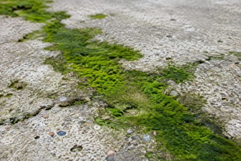 Green Algae on Concrete: How to Clean Your Driveway Without Surface Damage