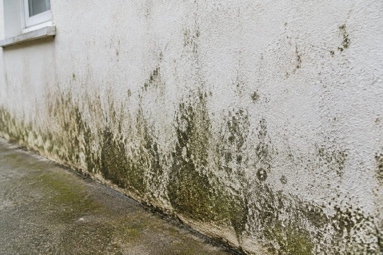 Mildew on House Exterior: Why It Returns and How to Slow Regrowth in Florida